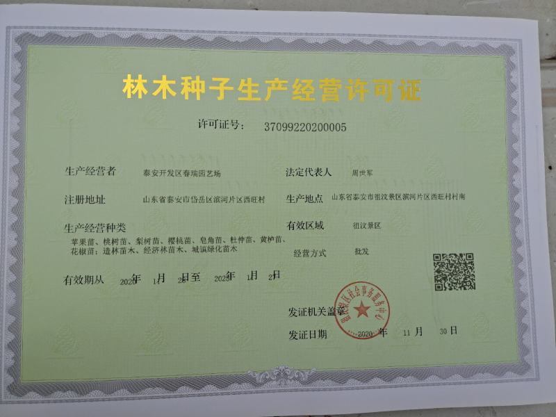 毛桃苗，品质优良，基地直供发货包邮现挖现发
