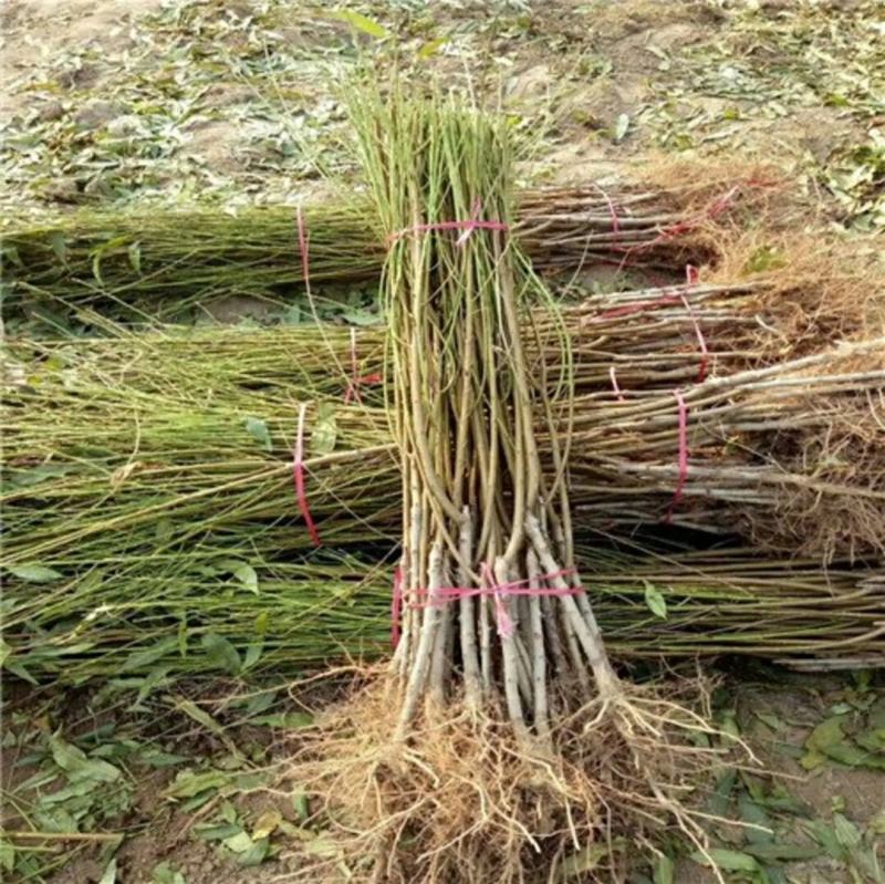 嫁接桃树苗当年结果盆栽特大早晚熟桃苗水蜜桃冬桃地栽南北方