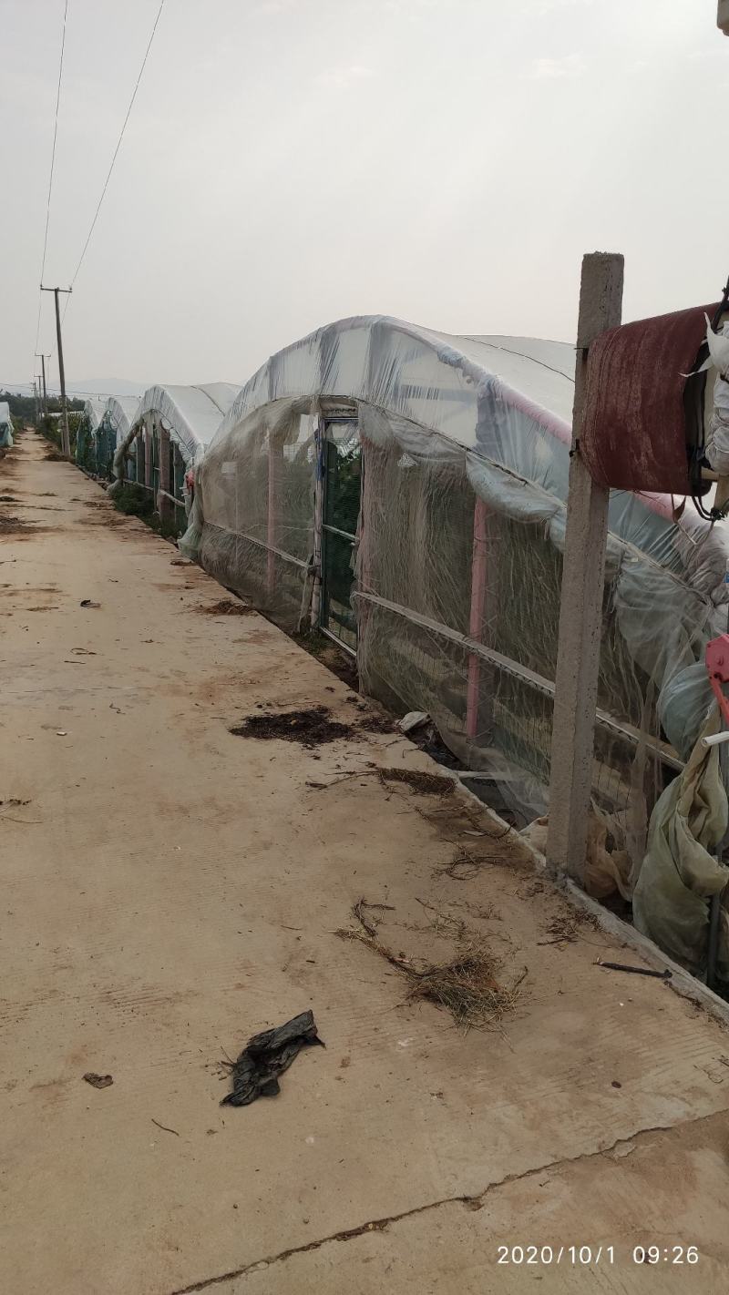 嫁接桃树苗当年结果盆栽特大早晚熟桃苗水蜜桃冬桃地栽南北方