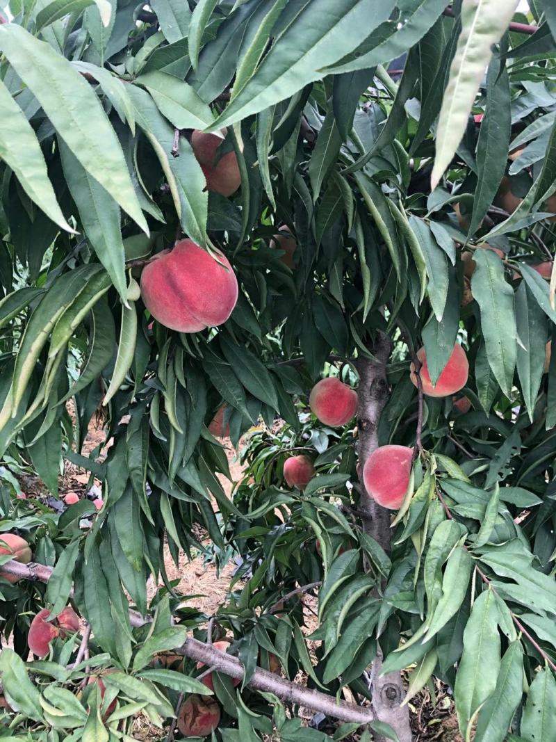嫁接桃树苗当年结果盆栽特大早晚熟桃苗水蜜桃冬桃地栽南北方