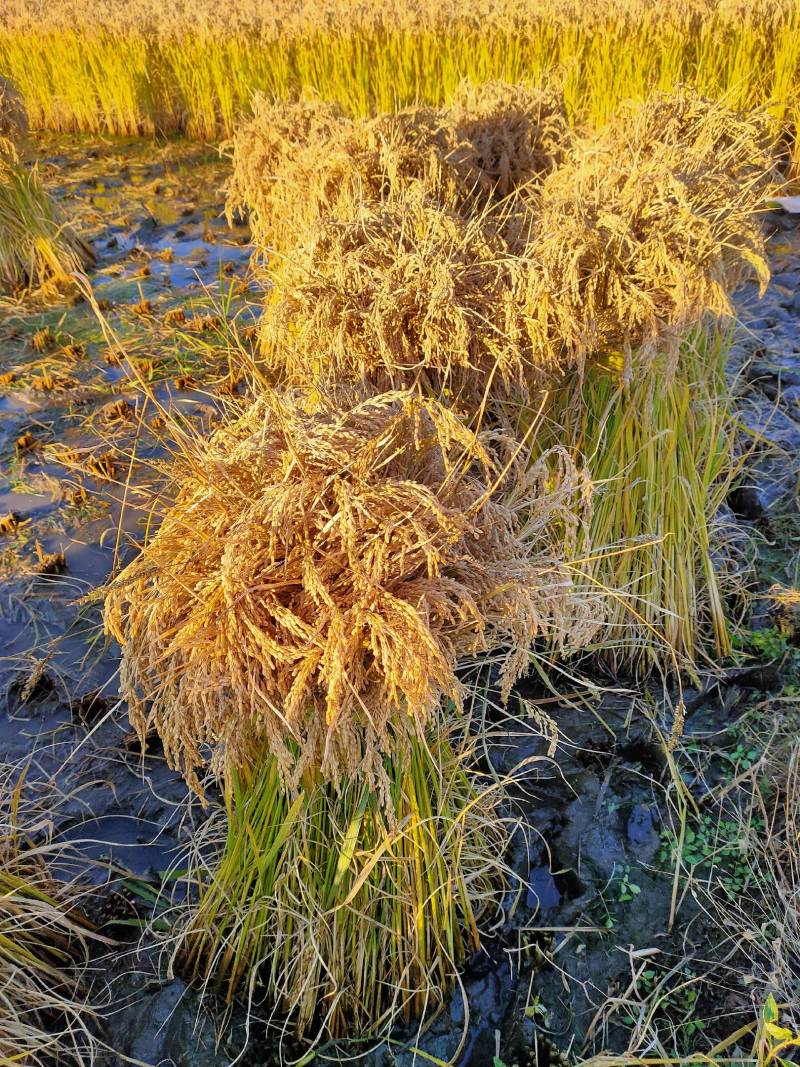 纯吉林柳河稻花香大米，不抛光无添加，保证米质的原有营养