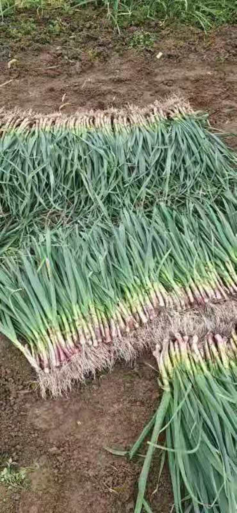 陕西省城固红根蒜苗，叶绿根粗，长30至45公分，根粗均匀