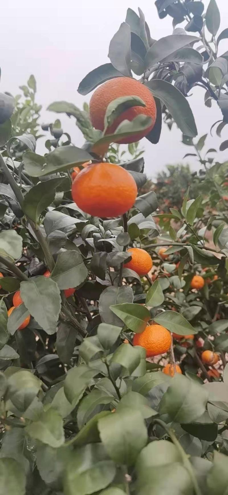 广西砂糖橘密桔口感好皮毛亮产地直供可视频看货