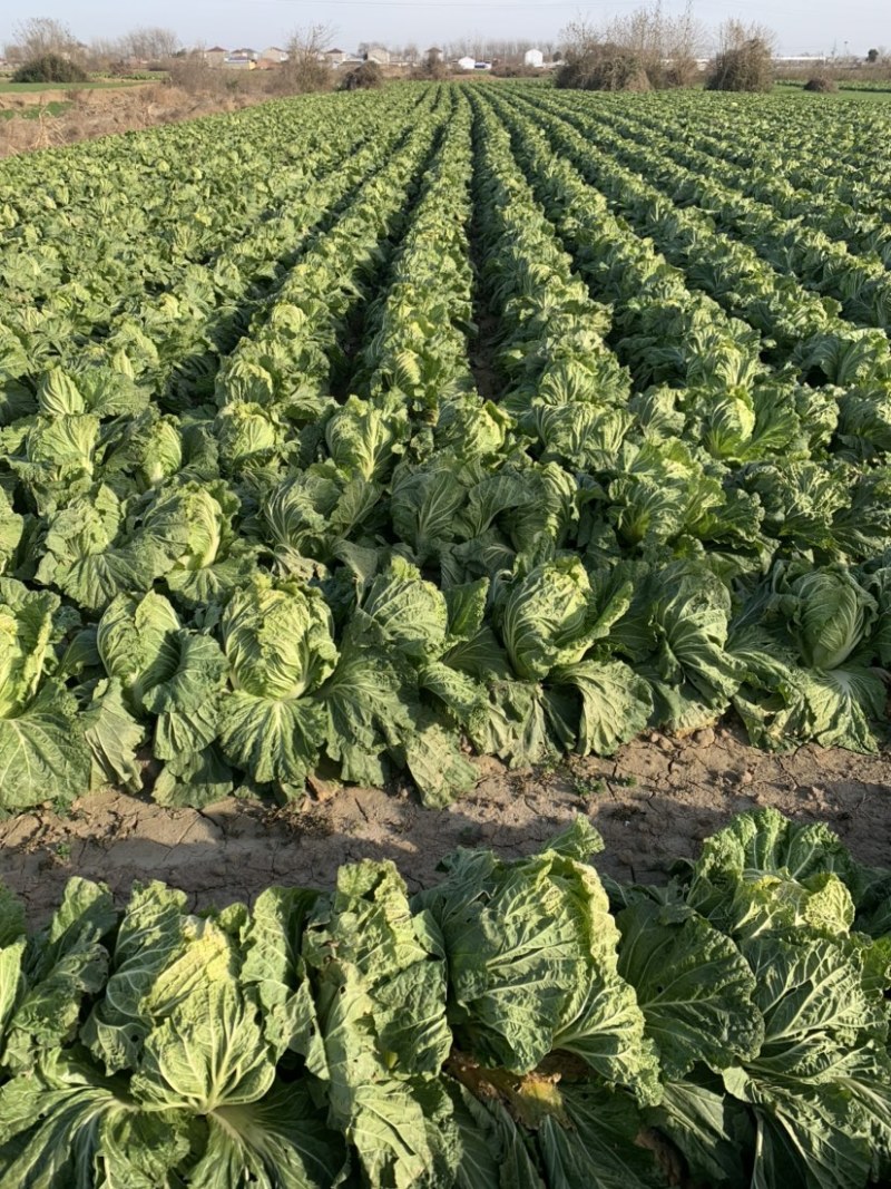 大白菜黄心白菜、青杂3号、秋晓白菜、鸡腿白菜基地直销