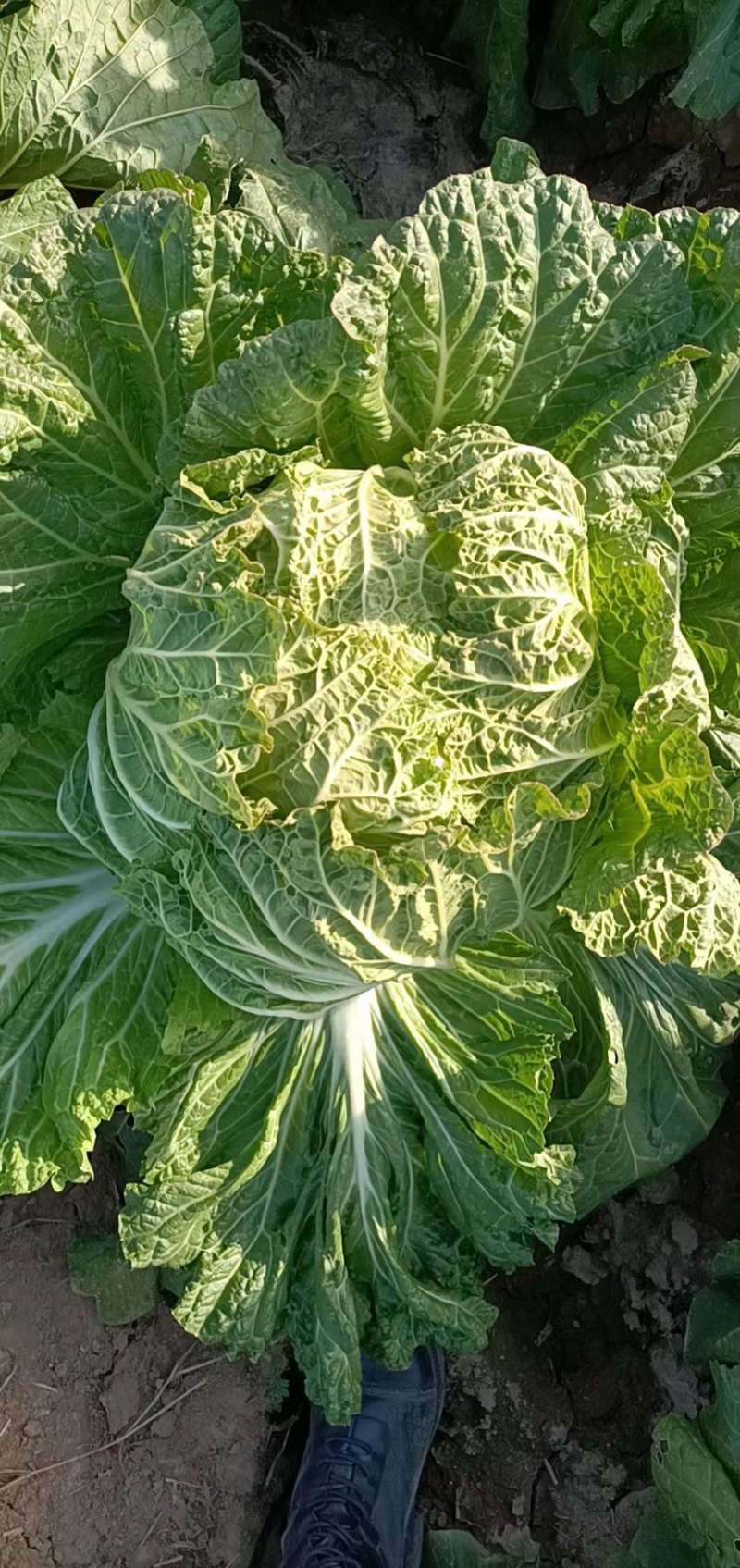 大白菜黄心白菜、青杂3号、秋晓白菜、鸡腿白菜基地直销