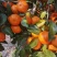 砂糖橘大量供应精品果