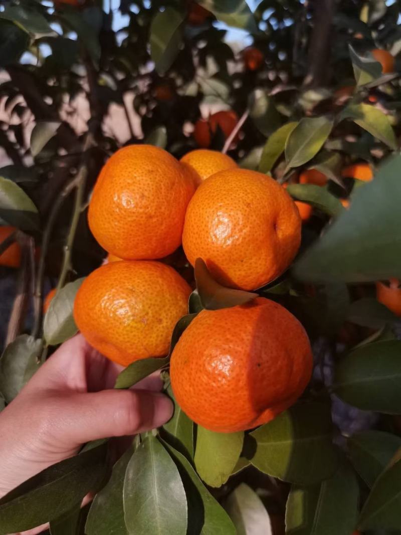 砂糖橘大量供应精品果