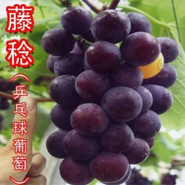 藤稔葡萄苗(又名乒乓球葡萄,早熟,粒子大,产量高口感甜)