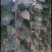大量出售107杨树苗扦插段现货供应，量大优惠