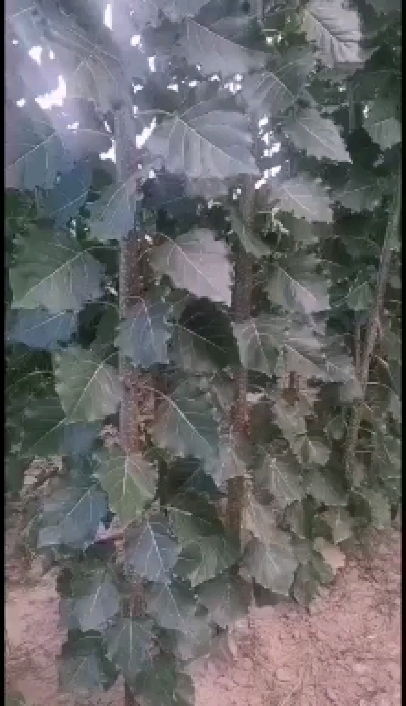 大量出售107杨树苗扦插段现货供应，量大优惠