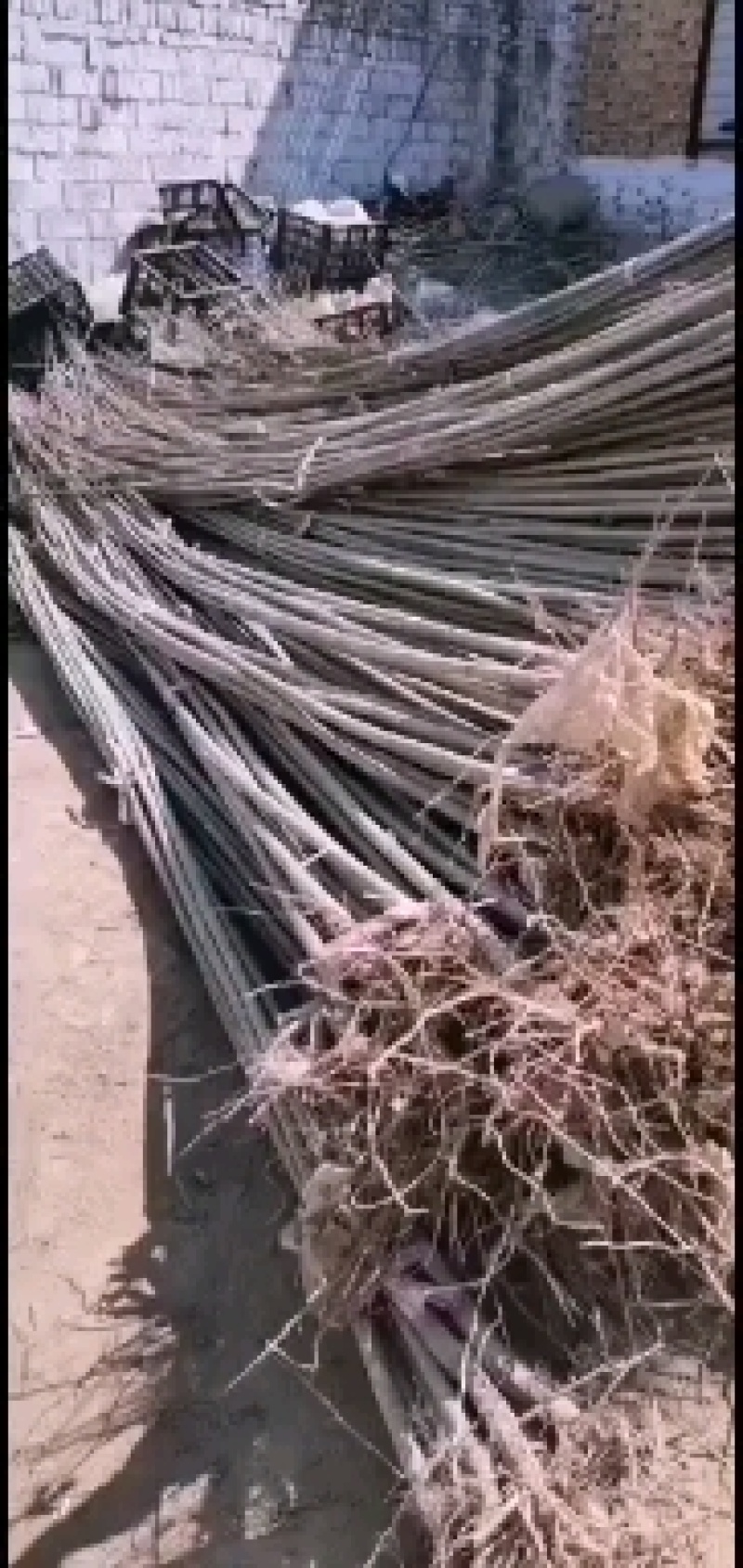 大量出售107杨树苗扦插段现货供应，量大优惠