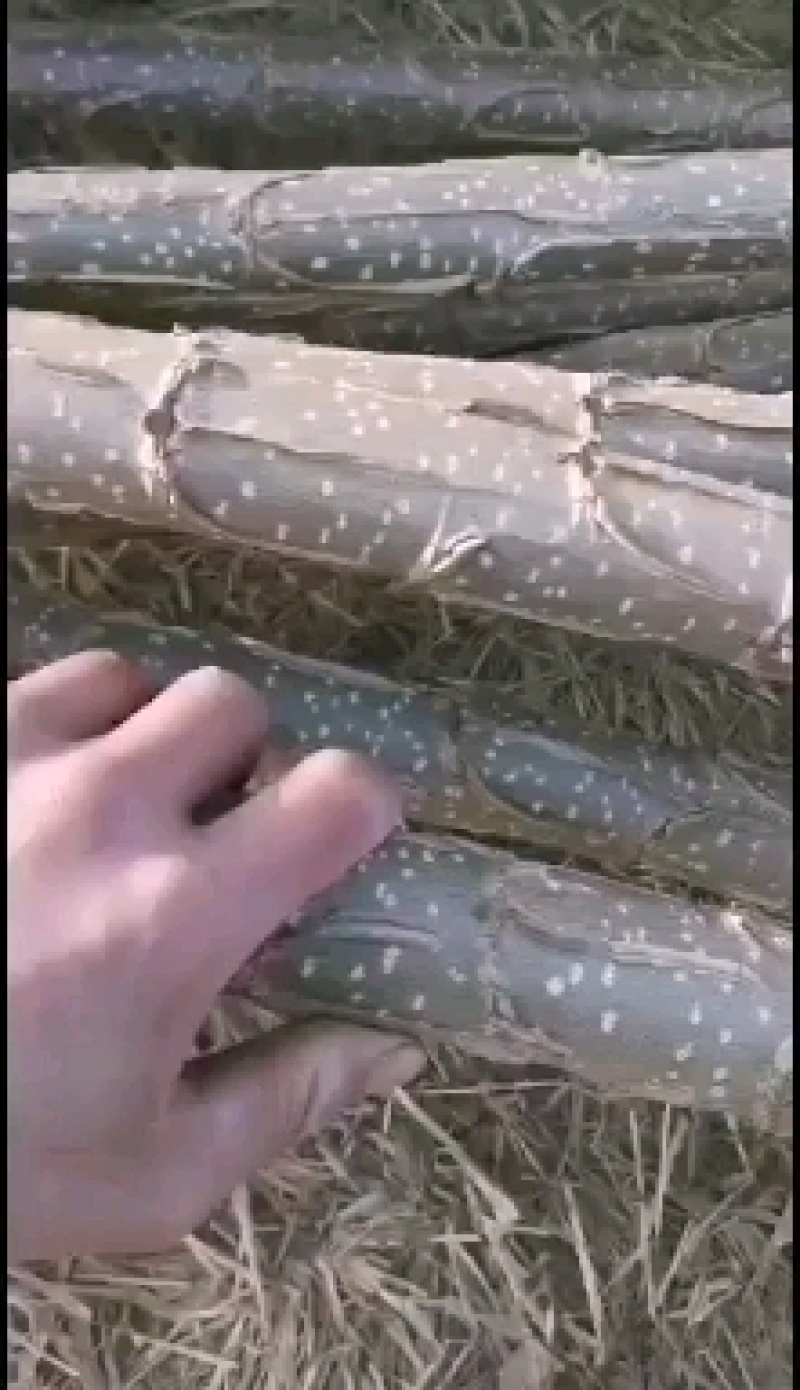 大量出售107杨树苗扦插段现货供应，量大优惠