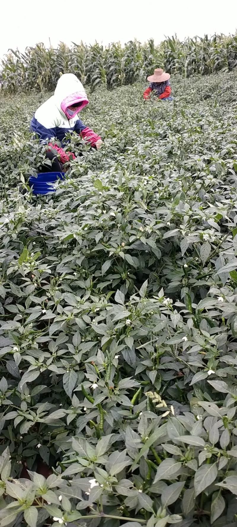 徐闻县小米椒，朝天椒，全国代发，诚信经营。