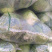 凉山西昌甘蓝，球形包菜甘蓝，莲花白。一手货源大量有货