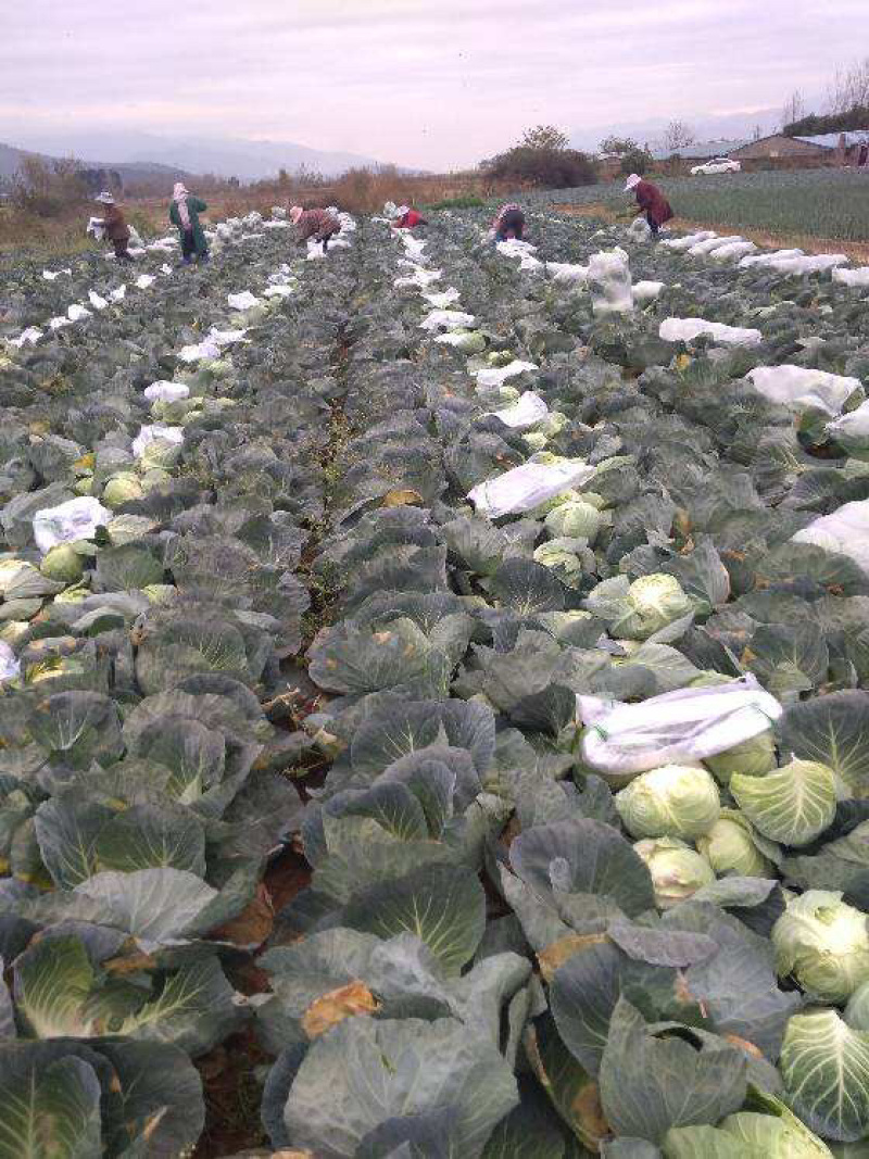 凉山西昌甘蓝，球形包菜甘蓝，莲花白。一手货源大量有货