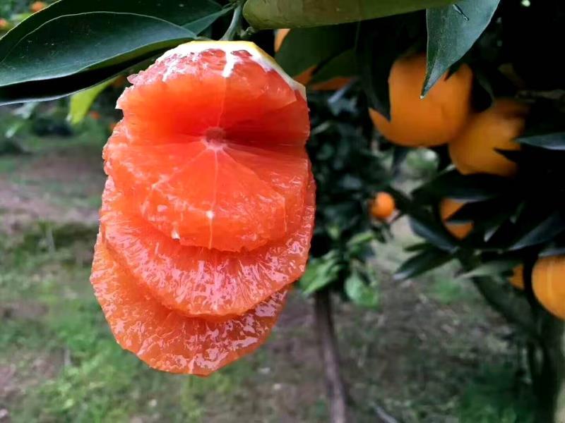 湖北秭归红橙果大皮薄口感好供应电商，市场，各大平台
