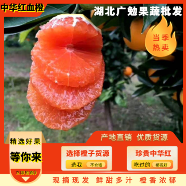 湖北秭归红橙果大皮薄口感好供应电商，市场，各大平台