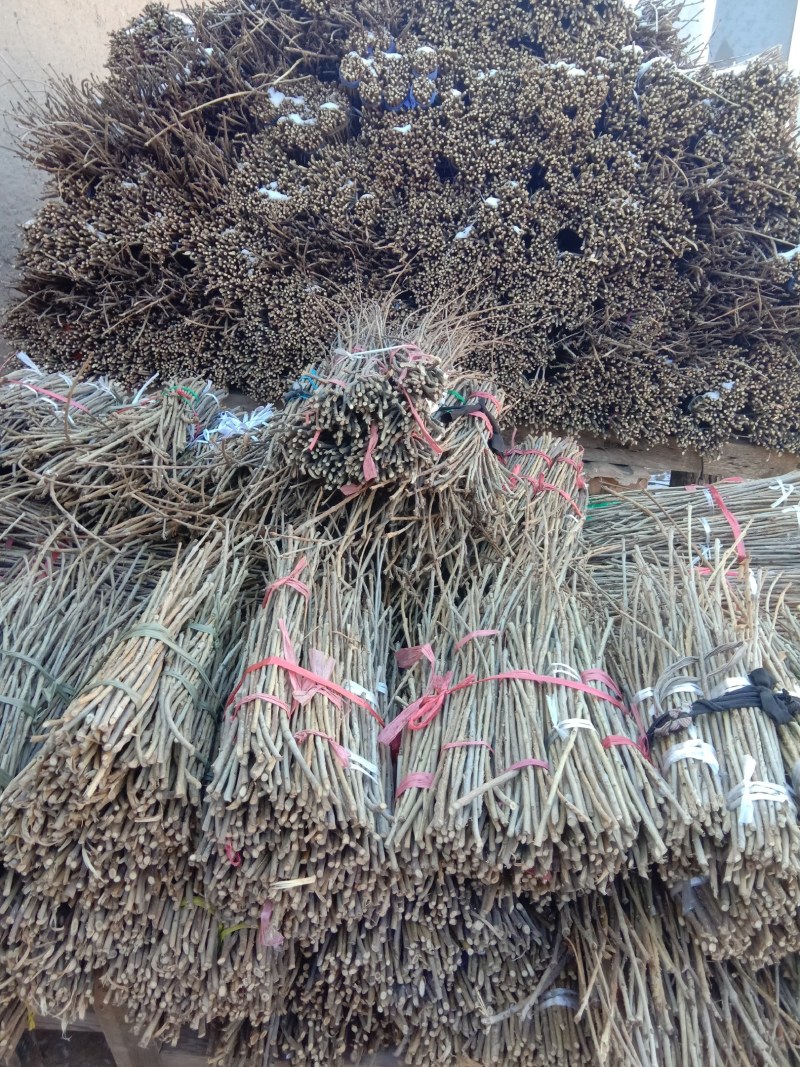 白蜡前期金蝉卵枝，质好价低，欢迎订购，白蜡卵枝，金蝉种苗