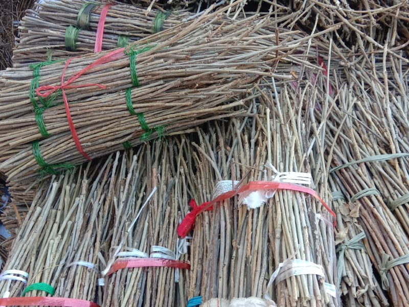 白蜡前期金蝉卵枝，质好价低，欢迎订购，白蜡卵枝，金蝉种苗
