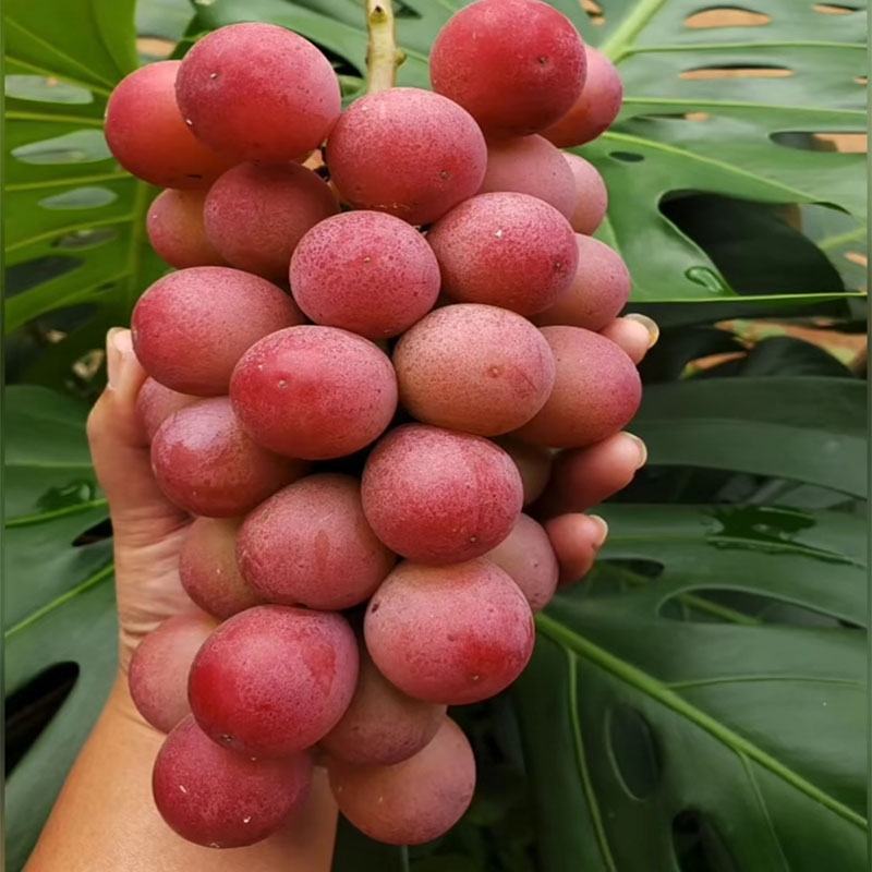 妮娜皇后葡萄苗，天然无核，新品种，草莓奶香味，基地直供