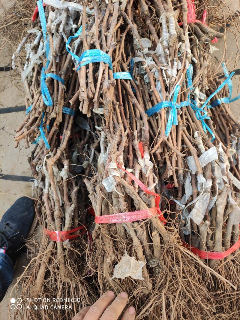 妮娜皇后葡萄苗，天然无核，新品种，草莓奶香味，基地直供