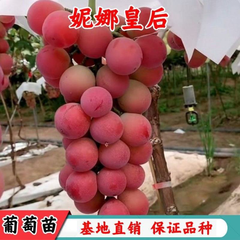 妮娜皇后葡萄苗，天然无核，新品种，草莓奶香味，基地直供