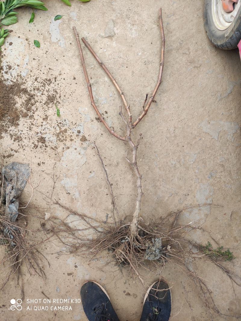 妮娜皇后葡萄苗，天然无核，新品种，草莓奶香味，基地直供