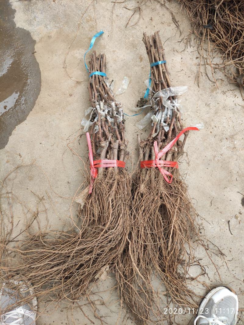 妮娜皇后葡萄苗，天然无核，新品种，草莓奶香味，基地直供
