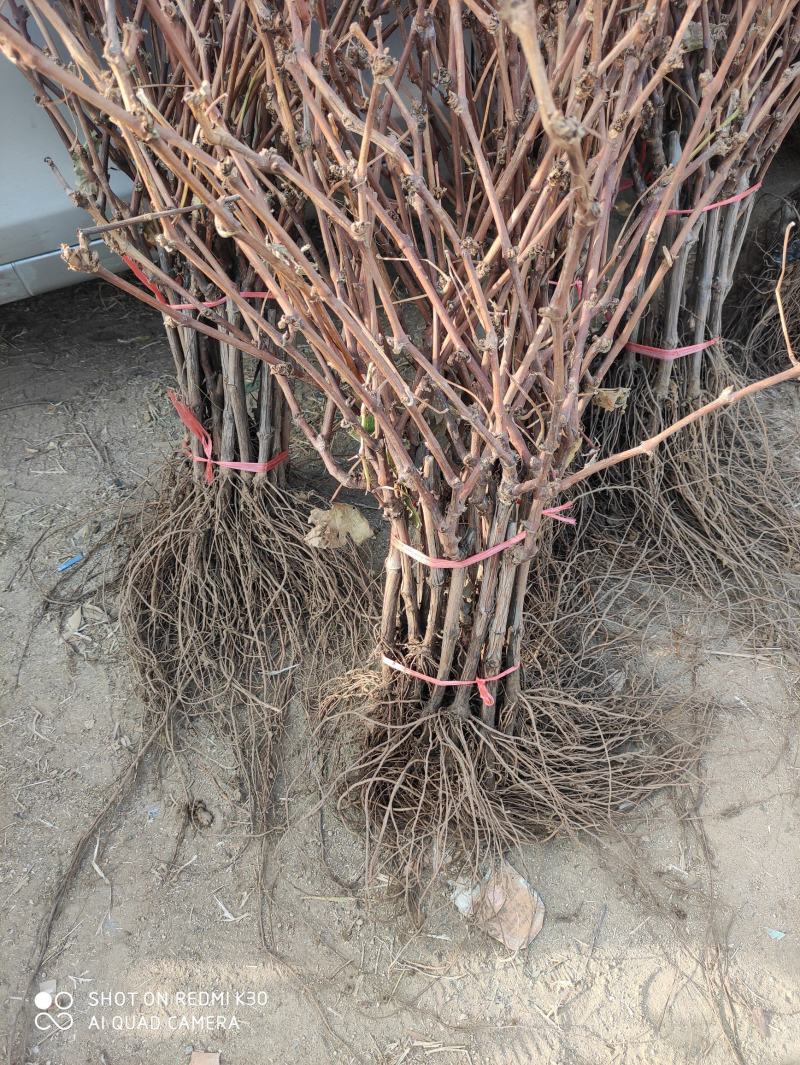 妮娜皇后葡萄苗，天然无核，新品种，草莓奶香味，基地直供