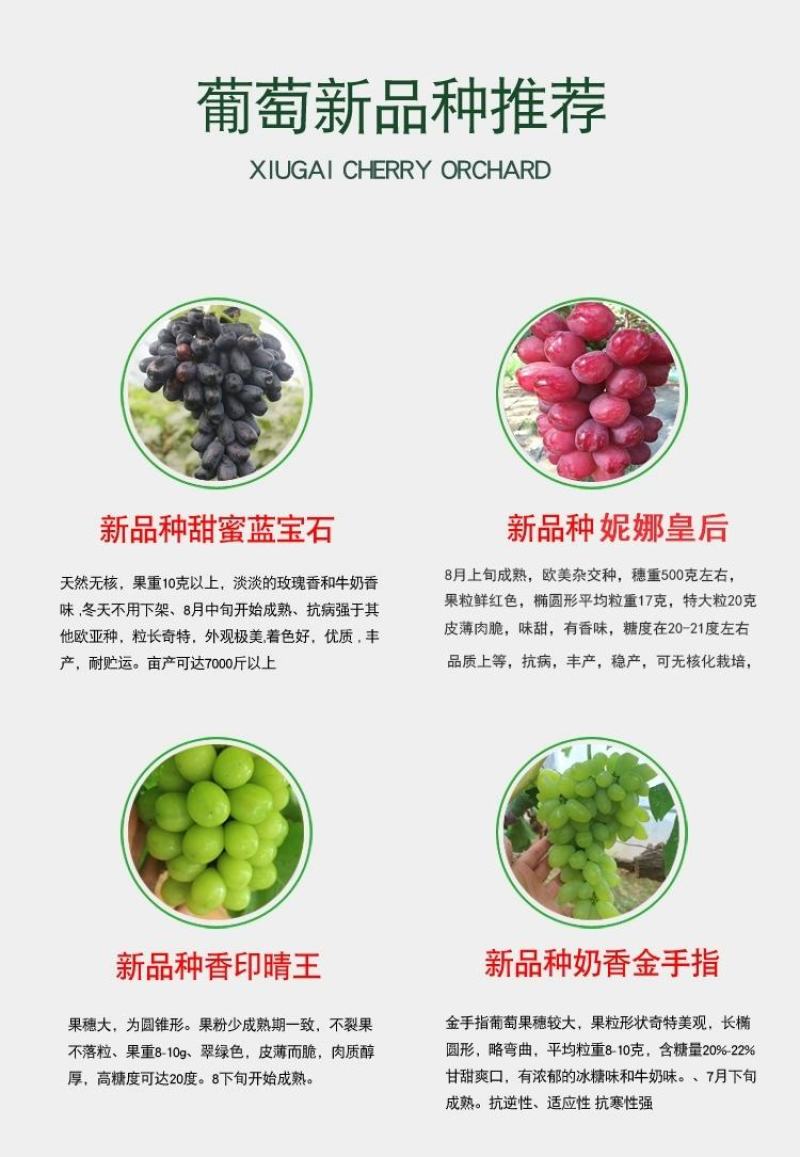 妮娜皇后葡萄苗，天然无核，新品种，草莓奶香味，基地直供