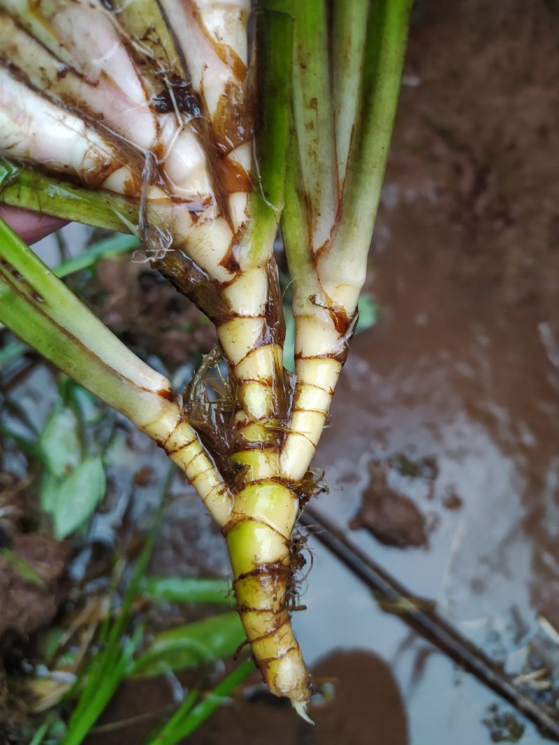 山区鲜石菖蒲，需要立