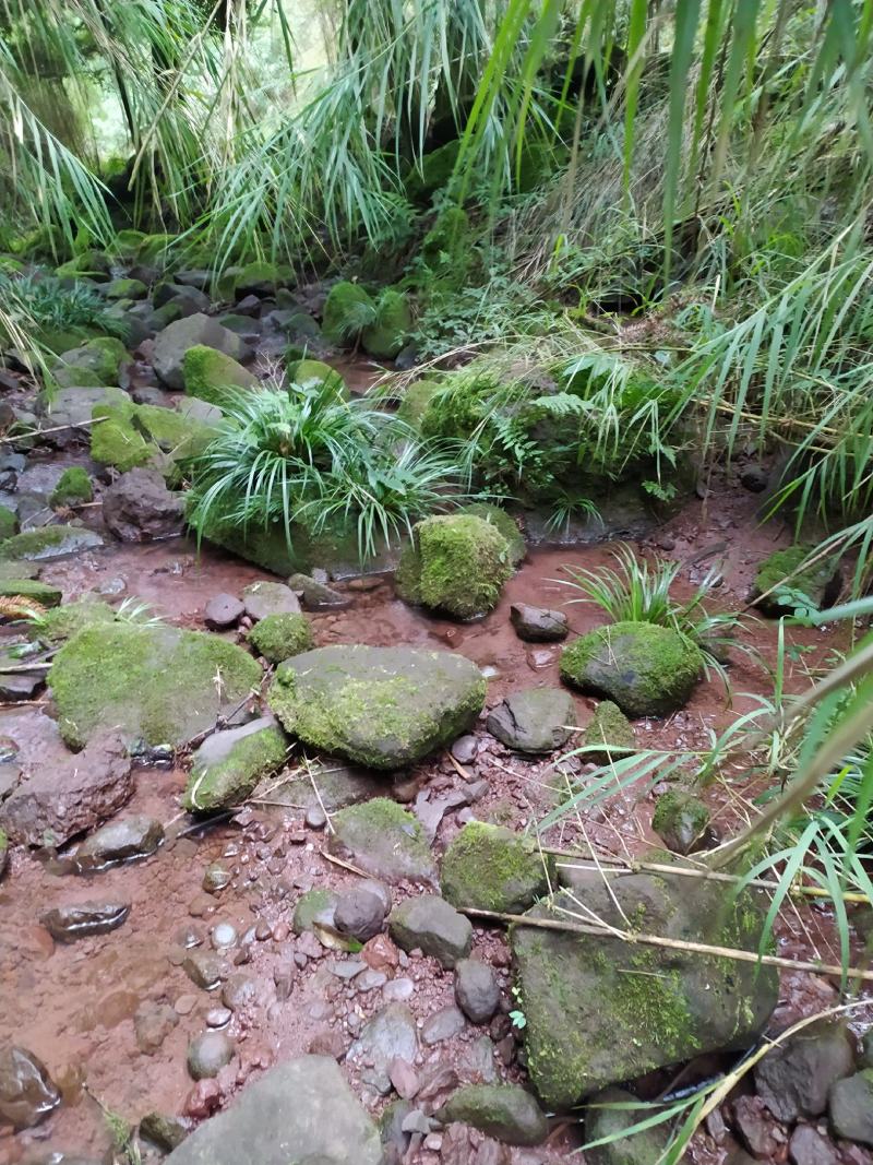 山区鲜石菖蒲，需要立