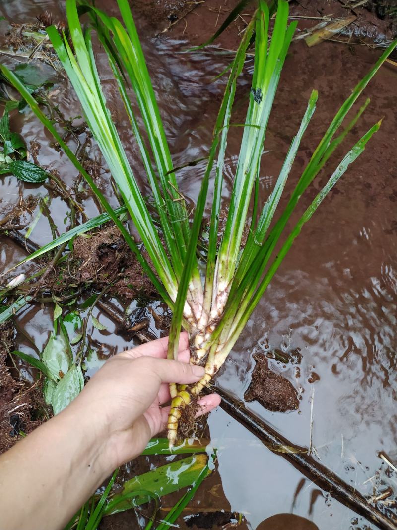 山区鲜石菖蒲，需要立