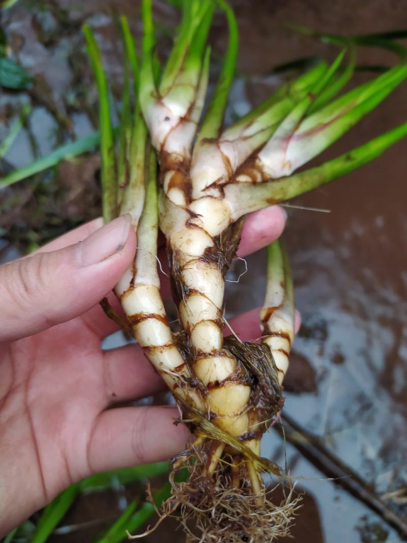 山区鲜石菖蒲，需要立