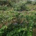 大量湘蕾5号金银花苗基地直供无中间商差价包回收包技术指导