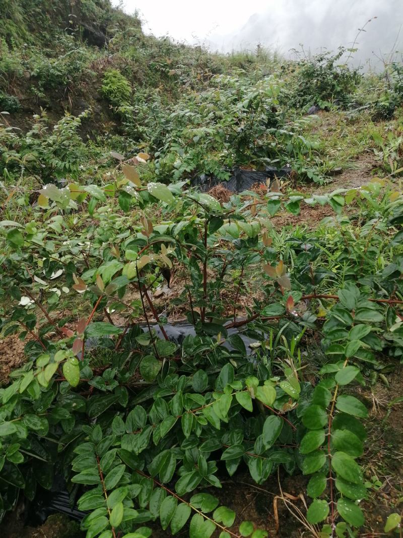 大量湘蕾5号金银花苗基地直供无中间商差价包回收包技术指导