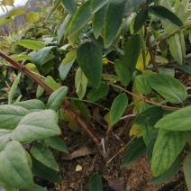 大量湘蕾5号金银花苗基地直供无中间商差价包回收包技术指导