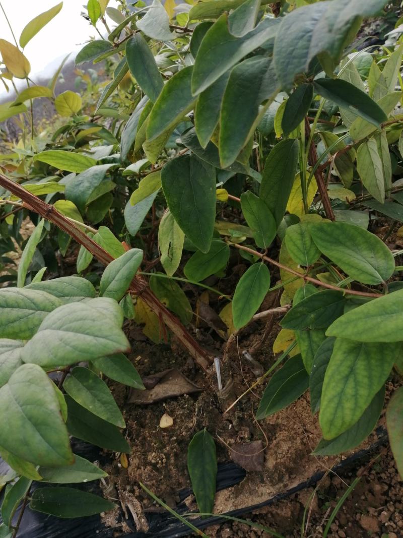 大量湘蕾5号金银花苗基地直供无中间商差价包回收包技术指导