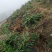 大量湘蕾5号金银花苗基地直供无中间商差价包回收包技术指导