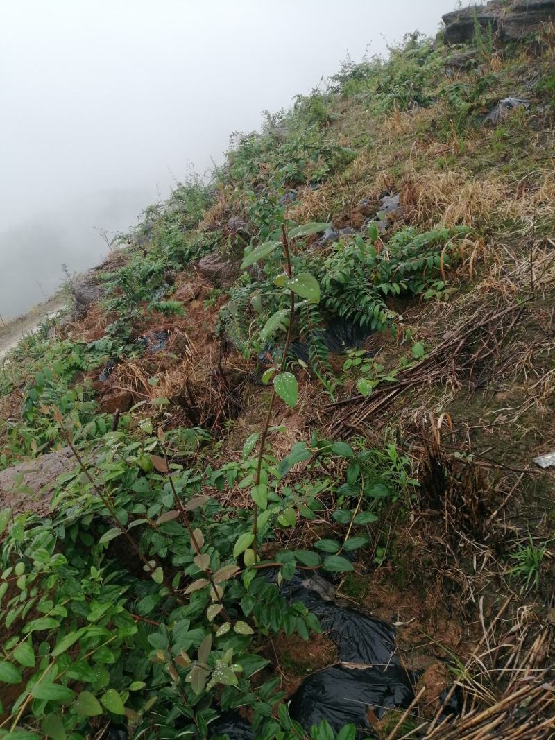 大量湘蕾5号金银花苗基地直供无中间商差价包回收包技术指导