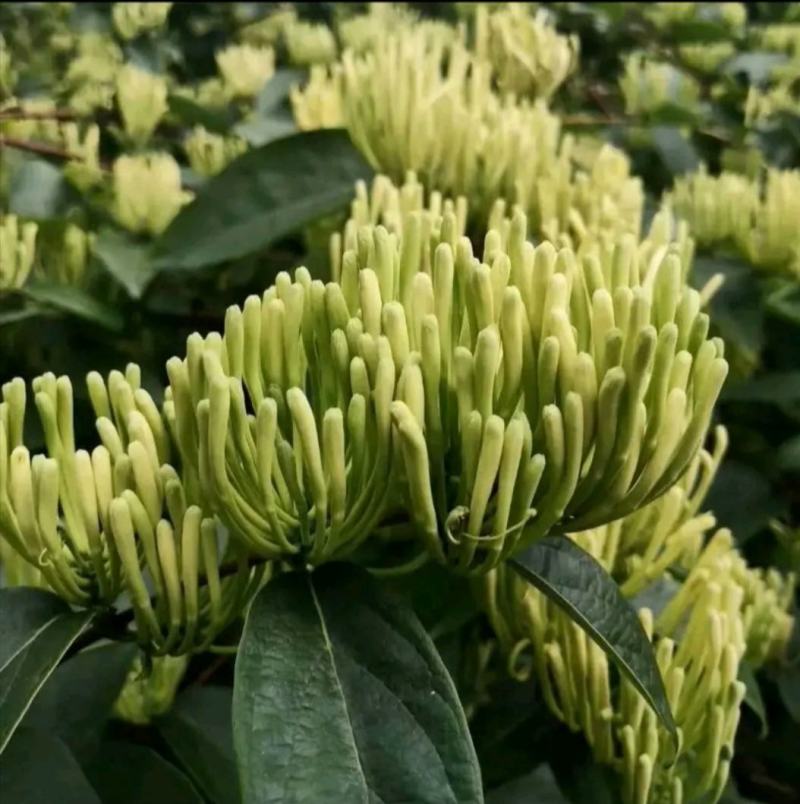 大量湘蕾5号金银花苗基地直供无中间商差价包回收包技术指导