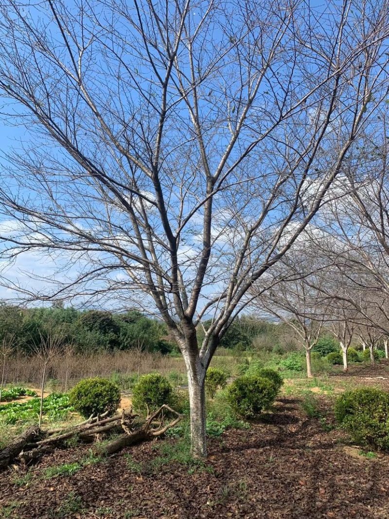 精品樱花早樱晚樱染井吉野规格齐全