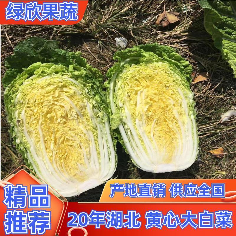 2023湖北钟祥黄心大白菜产地供应全国价格便宜