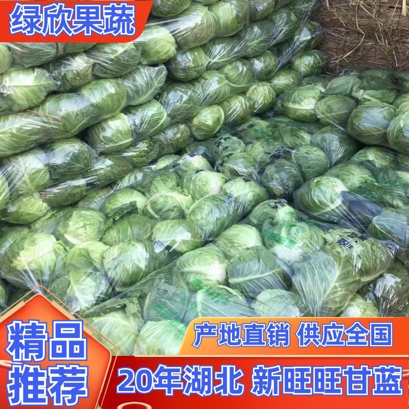 2024湖北钟祥新甘蓝品质保证、期待合作