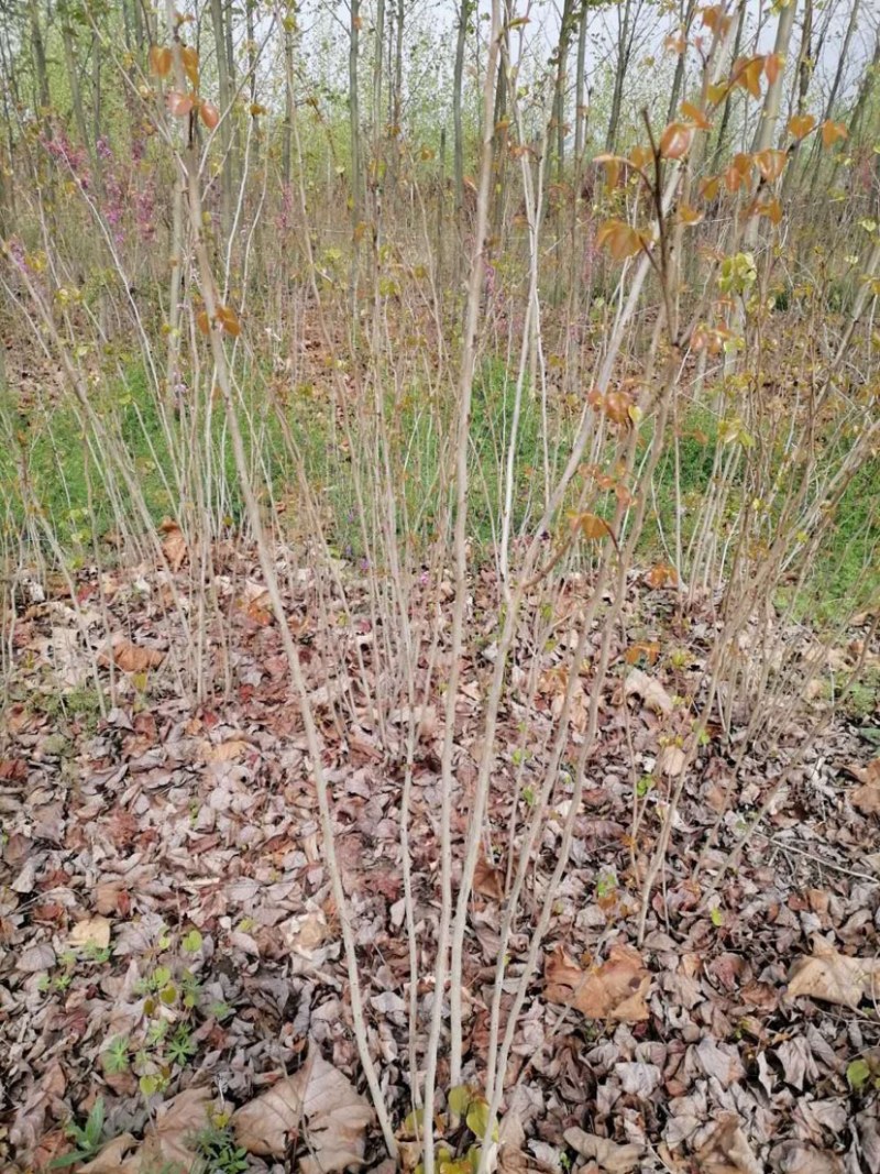 苗圃直销丛生紫荆独杆紫荆工程苗代发全国