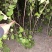 苗圃直销丛生紫荆独杆紫荆工程苗代发全国