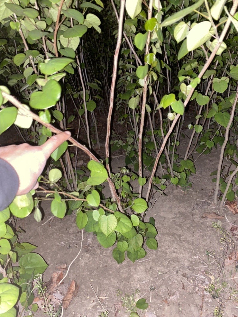 苗圃直销丛生紫荆独杆紫荆工程苗代发全国