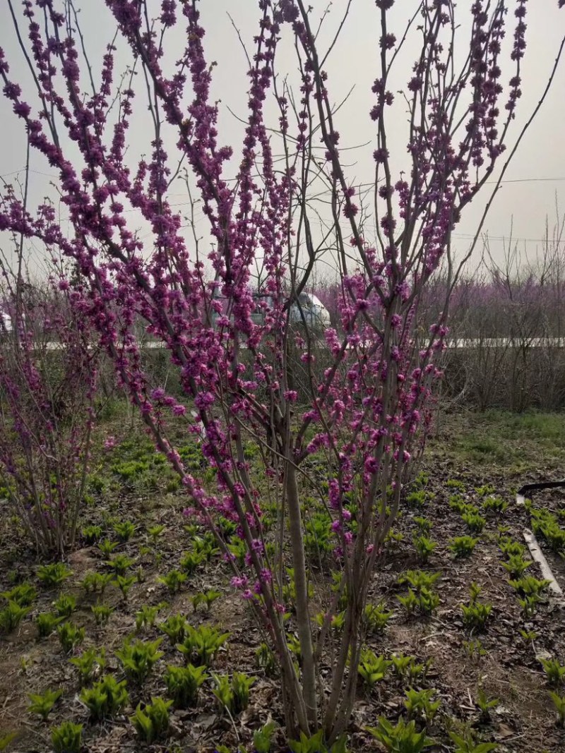 苗圃直销丛生紫荆独杆紫荆工程苗代发全国
