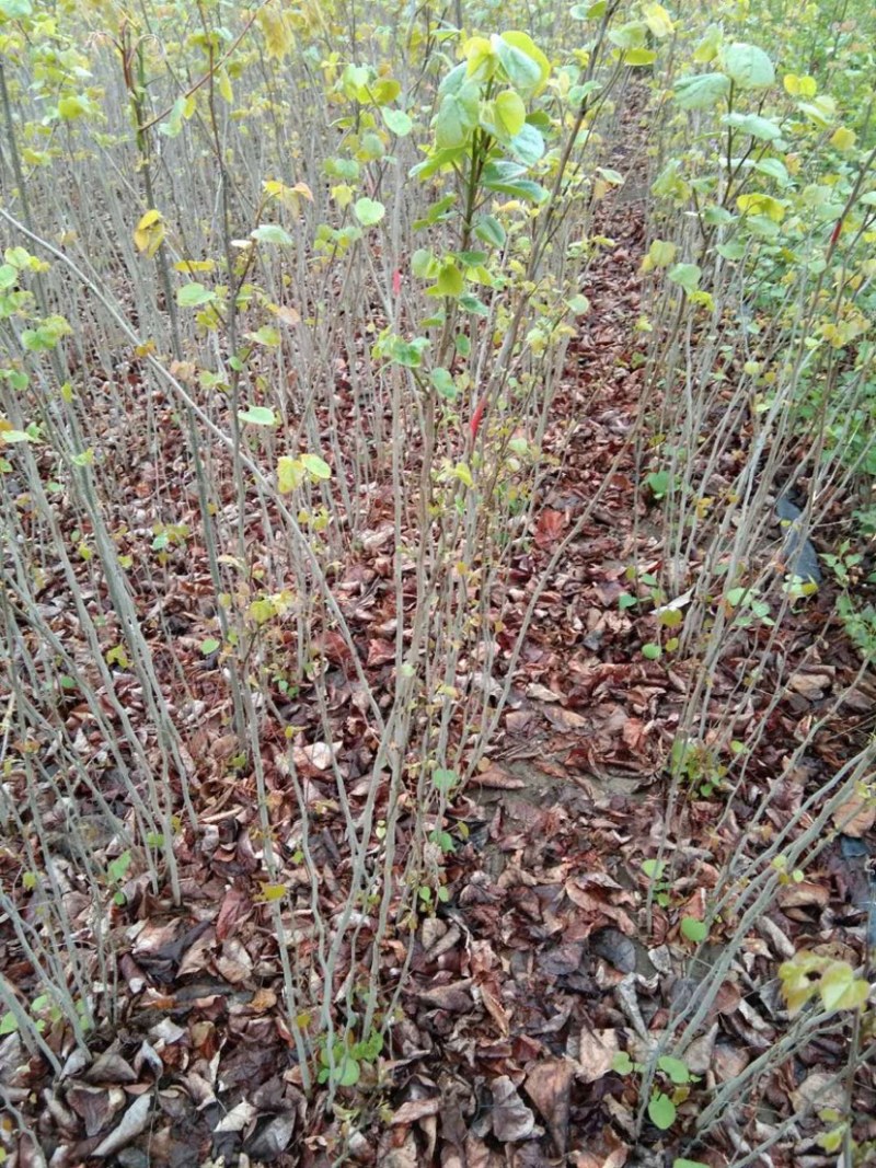 苗圃直销丛生紫荆独杆紫荆工程苗代发全国