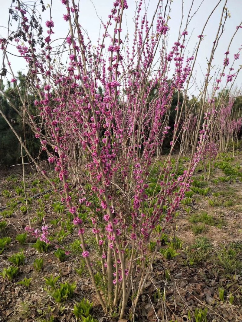 苗圃直销丛生紫荆独杆紫荆工程苗代发全国
